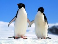 游戏Penguin Puzzle