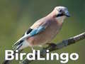 游戏BirdLingo